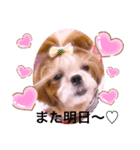 シーズーらーちゃん♡＊挨拶編＊（個別スタンプ：8）