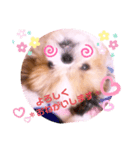 シーズーらーちゃん♡＊挨拶編＊（個別スタンプ：10）