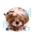 シーズーらーちゃん♡＊挨拶編＊（個別スタンプ：11）
