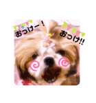 シーズーらーちゃん♡＊挨拶編＊（個別スタンプ：12）