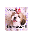 シーズーらーちゃん♡＊挨拶編＊（個別スタンプ：13）
