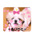 シーズーらーちゃん♡＊挨拶編＊（個別スタンプ：15）