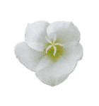 お花_1（個別スタンプ：1）