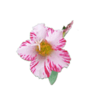 お花_1（個別スタンプ：6）