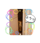 かるちゃんฅ▽・ᴥ・▽ฅスタンプ（個別スタンプ：6）