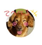 かるちゃんฅ▽・ᴥ・▽ฅスタンプ（個別スタンプ：7）