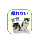 動く猫の家族連絡用スタンプ（個別スタンプ：17）