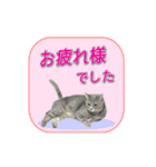 動く猫の家族連絡用スタンプ（個別スタンプ：22）