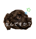愛犬アメリカンコッカースパニエル（個別スタンプ：1）