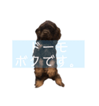 愛犬アメリカンコッカースパニエル（個別スタンプ：2）