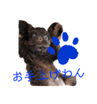 愛犬アメリカンコッカースパニエル（個別スタンプ：3）