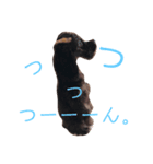 愛犬アメリカンコッカースパニエル（個別スタンプ：4）
