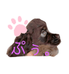 愛犬アメリカンコッカースパニエル（個別スタンプ：5）