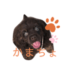 愛犬アメリカンコッカースパニエル（個別スタンプ：6）