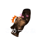 愛犬アメリカンコッカースパニエル（個別スタンプ：8）