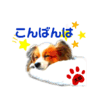 ♡僕パピヨンの太郎♡（個別スタンプ：4）