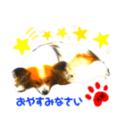 ♡僕パピヨンの太郎♡（個別スタンプ：5）