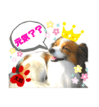 ♡僕パピヨンの太郎♡（個別スタンプ：8）