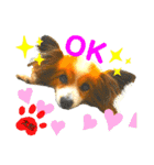 ♡僕パピヨンの太郎♡（個別スタンプ：9）