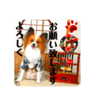♡僕パピヨンの太郎♡（個別スタンプ：13）