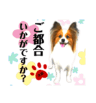 ♡僕パピヨンの太郎♡（個別スタンプ：14）