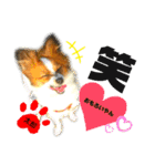 ♡僕パピヨンの太郎♡（個別スタンプ：16）