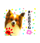♡僕パピヨンの太郎♡（個別スタンプ：20）