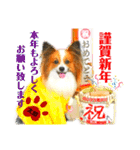 ♡僕パピヨンの太郎♡（個別スタンプ：23）