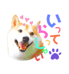柴犬ちょろのスタンプ②～Choro's Life～（個別スタンプ：1）