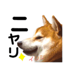 柴犬ちょろのスタンプ②～Choro's Life～（個別スタンプ：2）