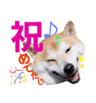 柴犬ちょろのスタンプ②～Choro's Life～（個別スタンプ：16）