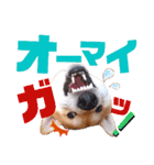 柴犬ちょろのスタンプ②～Choro's Life～（個別スタンプ：22）