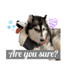 black ×white Siberian husky Berry（個別スタンプ：5）