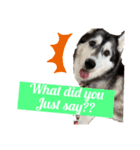 black ×white Siberian husky Berry（個別スタンプ：7）