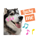 black ×white Siberian husky Berry（個別スタンプ：11）