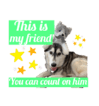 black ×white Siberian husky Berry（個別スタンプ：15）