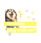 black ×white Siberian husky Berry（個別スタンプ：16）