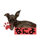 イタグレ菜々緒スタンプ（個別スタンプ：4）