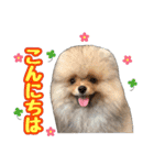 ポメラニアン★ムギpart2（個別スタンプ：1）