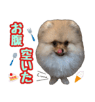 ポメラニアン★ムギpart2（個別スタンプ：4）