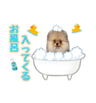 ポメラニアン★ムギpart2（個別スタンプ：6）