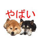 しゃべる柴犬（日常会話編3）（個別スタンプ：1）