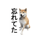 しゃべる柴犬（日常会話編3）（個別スタンプ：2）