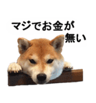 しゃべる柴犬（日常会話編3）（個別スタンプ：3）