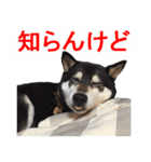 しゃべる柴犬（日常会話編3）（個別スタンプ：4）