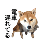 しゃべる柴犬（日常会話編3）（個別スタンプ：5）