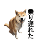 しゃべる柴犬（日常会話編3）（個別スタンプ：6）