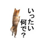 しゃべる柴犬（日常会話編3）（個別スタンプ：7）