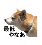 しゃべる柴犬（日常会話編3）（個別スタンプ：8）