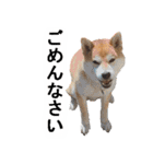 しゃべる柴犬（日常会話編3）（個別スタンプ：10）